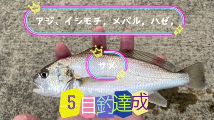 釣り　5目釣達成で感無量