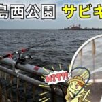 7月の東扇島西公園でサビキ釣り釣査！湾奥で中々釣れない、人気のあの魚の良型をゲット！！