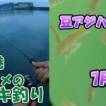 茨城県　大津港　サビキ釣り　7月上旬　夕マズメ　2023　(水中動画)