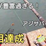 小さな堤防で釣れたイワシを足元に落としたら73cmの大物が!!12時間釣行で8目達成！