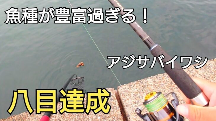 小さな堤防で釣れたイワシを足元に落としたら73cmの大物が!!12時間釣行で8目達成！