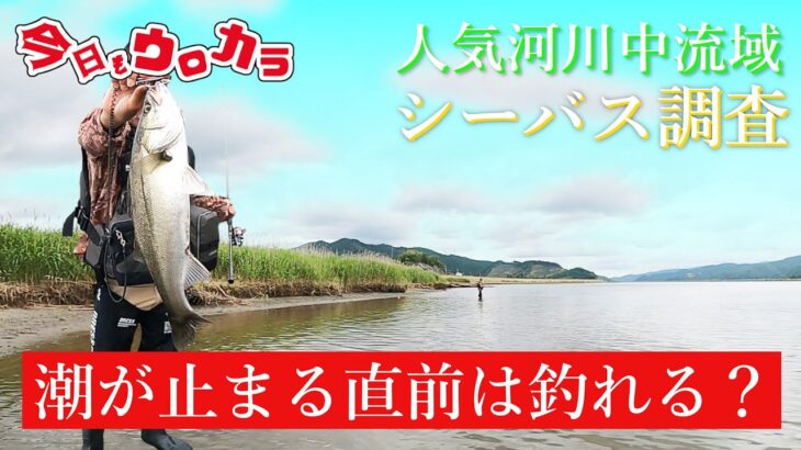 【人気河川中流域シーバス調査】#98 潮が止まる直前は釣れる？