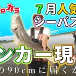 【７月人気河口シーバス調査】#99 ランカー現る。