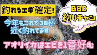 ★夏エギング★釣れるエギと確定しても良いですか？今季始め以外はこのエギだけ#オーナーバリ#Draw4#アオリイカ#エギング