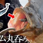 【サーフヒラメ】ワーム丸呑みっ…！！鮃も鱸も鰤も釣れる万能ワームを投げると…【フラッシュJ＋Zシステム】