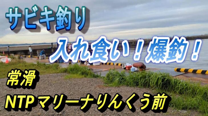 入れ食い　爆釣　常滑　NTPマリーナりんくう前にてサビキ釣り　＃常滑　＃サビキ釣り　＃爆釣＃りんくう