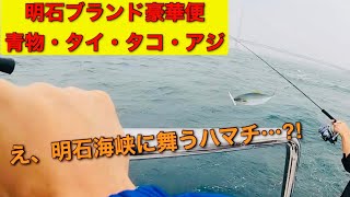 【オフショアジギング】明石海峡を舞う青物…？！ 明石の青物・タコ・真鯛・アジを堪能する豪華便 #fishing #青物