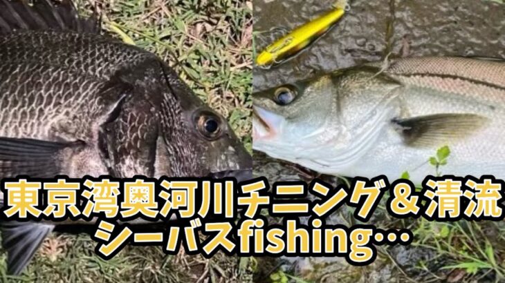 東京湾奥河川チニングgame＆リバーシーバスgame #釣り #fishing #シーバス #清流シーバス #リバーシーバス #クロダイ #チニング #東京湾奥河川#荒川#旧江戸川