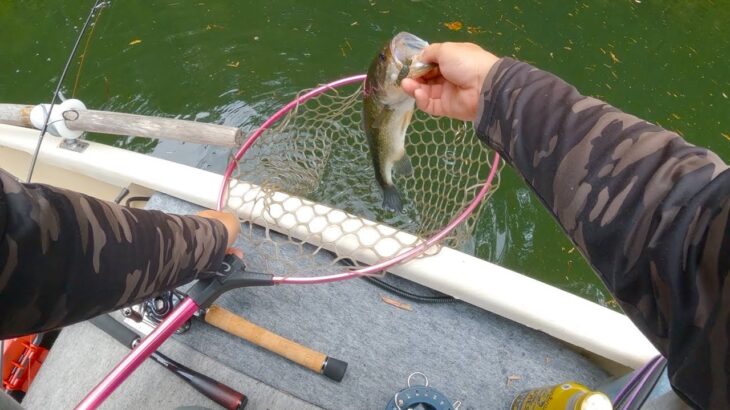 【シュリンピードjr】久しぶりのバスは沈む虫で【バス釣り】