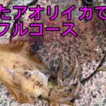 【釣ったイカでフルコース】糸島でアオリイカを釣って食べました　ネコの日常