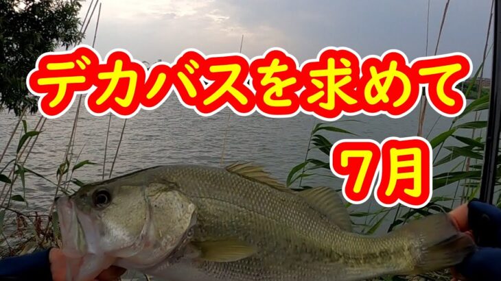 【淀川バス釣り】本流のデカバスを求めて・・・