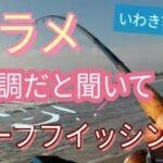 ヒラメ調子良くなってきたの？サーフで釣り