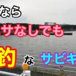 夕方ならエサなしでも爆釣なサビキ釣り 衣浦湾