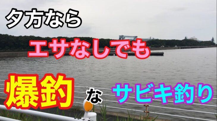 夕方ならエサなしでも爆釣なサビキ釣り 衣浦湾