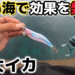 【エギング】白い海に白いエギを投げたらでっかいイカが釣れた！（エギ王）（ネオンブライト）（梅雨エギング）