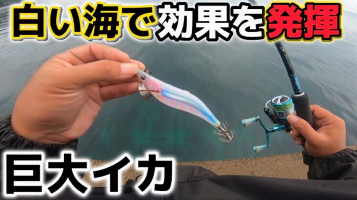 【エギング】白い海に白いエギを投げたらでっかいイカが釣れた！（エギ王）（ネオンブライト）（梅雨エギング）