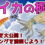 【夏エギングのポイント】完全ガイド！夏季限定アオリイカエギングの成功方法とは？