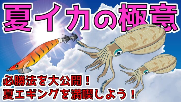 【夏エギングのポイント】完全ガイド！夏季限定アオリイカエギングの成功方法とは？