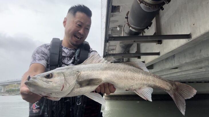 衝撃的なシーバス釣れた。