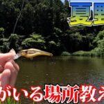 暑い夏の野池で確実にブラックバスを釣るポイント＆ルアーセレクト教えます