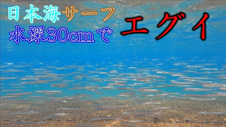 このベイト量のサーフでヒラメが釣れないわけ無い