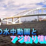 舞洲の水中動画とアジ釣り情報！アジ釣れ出した❗