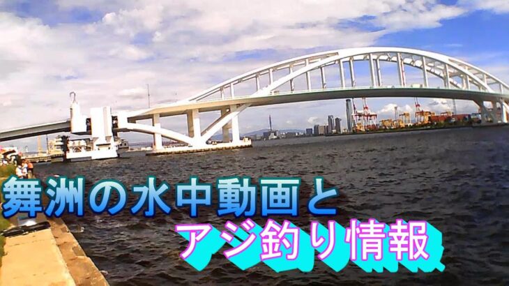 舞洲の水中動画とアジ釣り情報！アジ釣れ出した❗