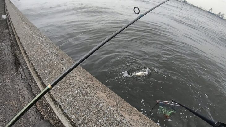 公園でシーバス連発！夏の高級魚も釣れたので料理してみた