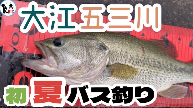 【バス釣り】初夏の大江五三川！デカバス釣れちゃた！！