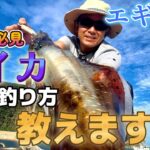 【エギング】初心者でも夏イカ釣れる方法をお教えします。