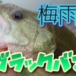 苦手な梅雨のブラックバス釣り