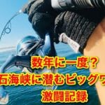 数年に一度？ 明石海峡に潜む怪物みたいな魚との激闘記録！