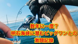 数年に一度？ 明石海峡に潜む怪物みたいな魚との激闘記録！