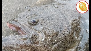 【ヒラメ】サーフで鳥山！ 入れ食い爆釣！！