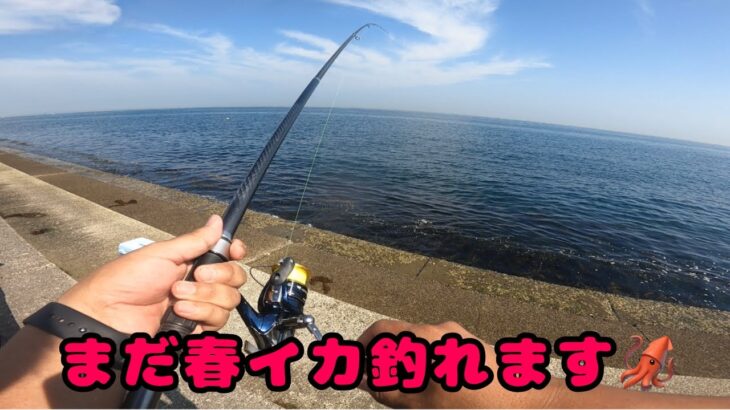 【春イカ】南大阪まだイカ釣れます！アジを釣って泳がすだけ