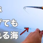 【サーフ釣り】霧の深い朝マズメに釣りに行ったら、、