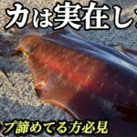 【エギング】夏にアオリイカが釣れる？？試しに行くと…想定外のモンスターサイズが