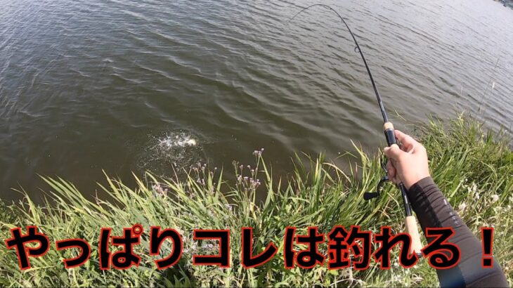 【衝撃】久しぶりの川でのバス釣りで・・・【バス釣り】