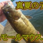 真夏はテトラの影を狙う！川スモールマウスバス