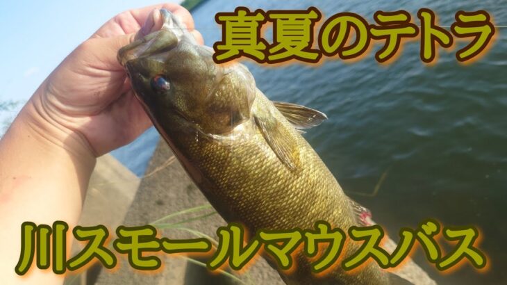 真夏はテトラの影を狙う！川スモールマウスバス