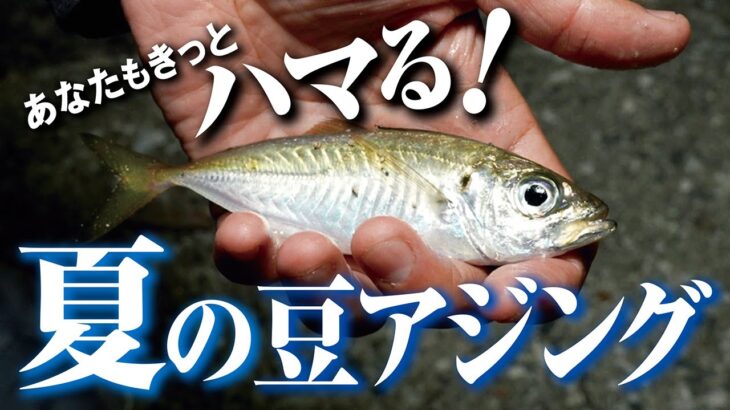 【アジング】足元でも釣れる！この夏、絶対やってほしいアジング