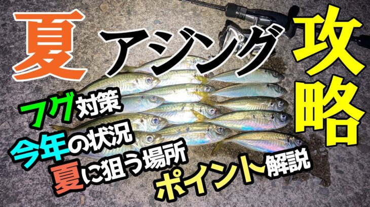 【アジング】ジグ単でアジ連発！夏アジングを攻略