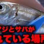 【急げ】今この場所でアジとサバがルアーで入れ食い中！！青物、シーバス、チヌ、グレも釣れています！！