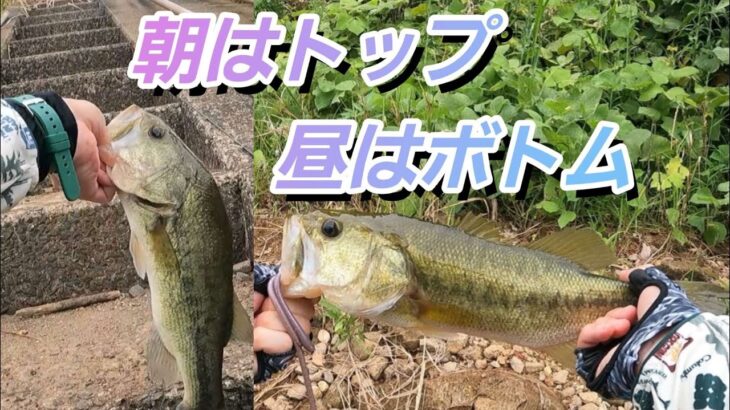 【バス釣り】ニードバグを初めて使って早速釣れたよ😆