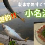 小名浜港でサビキ釣り🎣朝まずめにアジ爆釣‼️釣れたアジをサクッと料理してみた🔪