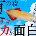 【夏エギング】今が面白い宮城の夜釣り!!!!【ケンサキイカ】