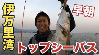 伊万里湾 早朝トップシーバス釣り【つり具のまるきん釣り情報】