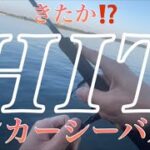 真夏のリバーシーバス‼️ついに来た⁉️ランカーシーバス⁉️【釣り】【シーバス】