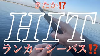 真夏のリバーシーバス‼️ついに来た⁉️ランカーシーバス⁉️【釣り】【シーバス】