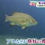 【外来魚「コクチバス」】長良川で初確認　“池のバス全部駆除する！”作戦　ため池で電気ショック駆除も 岐阜県が緊急対策